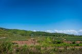 Pineapple Fields Forever