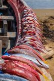 Drying Fish II