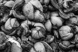 Coconut Husks