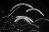 Grass II