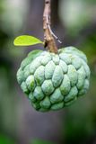 Sweetsop