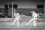 Cricket Study VI