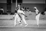 Cricket Study IX