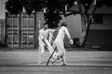 Cricket Study XIII