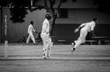 Cricket Study XVI