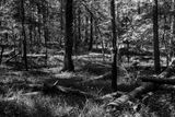 Woodland