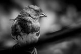 Eastern Towhee