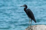 Little Blue Heron II