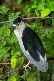 Black Crowned Night Heron II