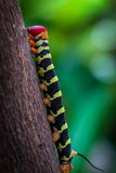 Tetrio Sphinx Moth Caterpillar