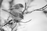 Bushtit (Psaltriparus minimus)