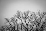Winter Birds