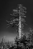 _DSC2762.jpg