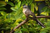 Rain Wet Cuckoo II