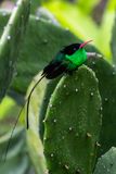 Streamer Tail Hummingbird III