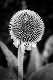 DSC03171.jpg