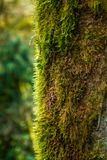 Moss