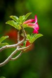 Desert Rose (Adenium obesum) 