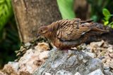 Pea Dove (Zenaida aurita) II