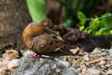 Pea Dove (Zenaida aurita) III