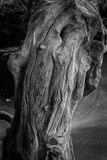 Root II