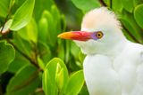 Cattle Egret II