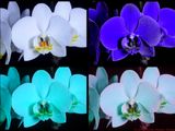 Phalaenopsis_VIS-UV-BU-BV_P1820320_(c).jpg