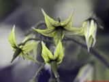 Solanum lycopersicum UV P1820473_(c).jpg