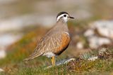 Dotterel.     Wales