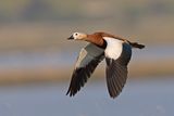 Ruddy Shellduck   Lesvos,Greece