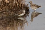 Wood Sandpiper  Lesvos,Greece