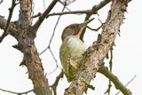 Iberian Green Woodpecker     Spain