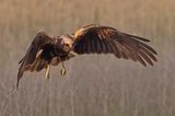 _Marsh Harrier     Spain