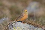 Ortolan Bunting   Spain