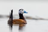 White-headed Duck... Spain