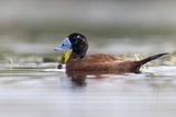 White-headed Duck... Spain