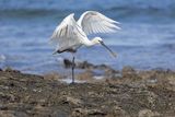 European Spoonbill     Fuertaventura