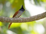 Indian Paradise Flycatcher    Sri Lanka