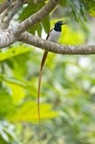 Indian Paradise Flycatcher    Sri Lanka