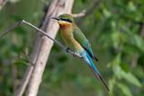 Blue-tailed Bee-eater    Sri Lanka