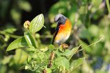 Small Minivet    Sri Lanka