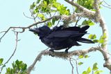 Large Billed (Jungle) Crow   Sri Lanka
