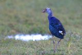 Grey-headed.Swamphen     Sri Lanka