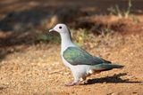 Green Imperial Pigeon  Sri Lanka
