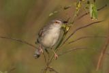 Plain Prinia    Sri Lanka