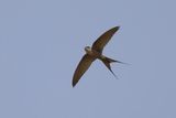 African Palm Swift  Gambia