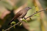 Brown Babbler  Gambia