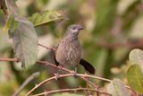 Brown Babbler  Gambia