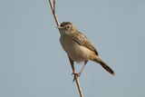 Winding Cisticola  Gambia