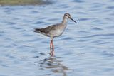 Spotted Redshank.    England 
